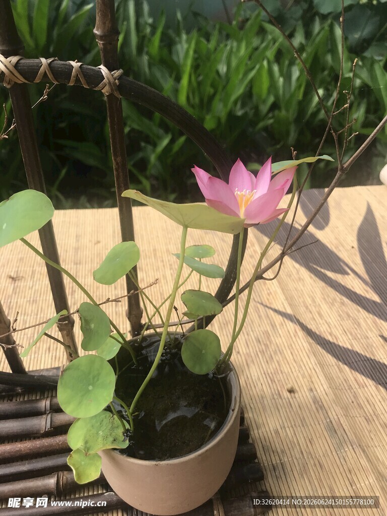 盆栽荷花