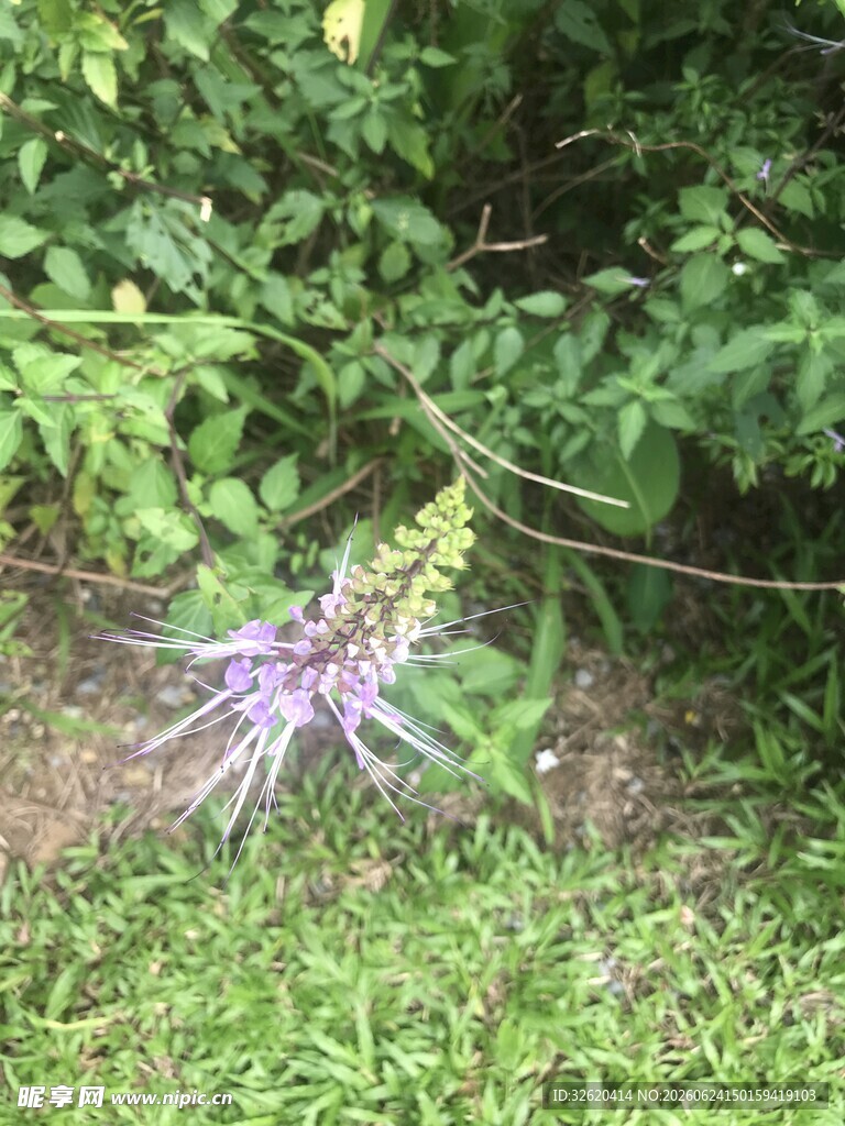 穗状花