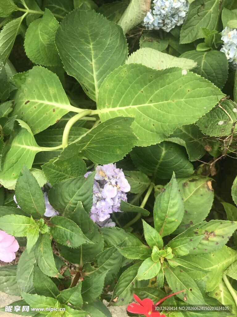 绣球花