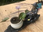 盆栽睡莲