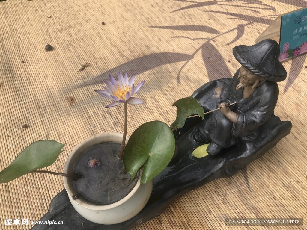 睡莲