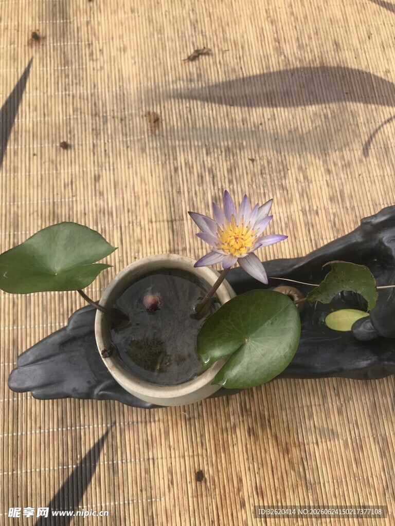 睡莲