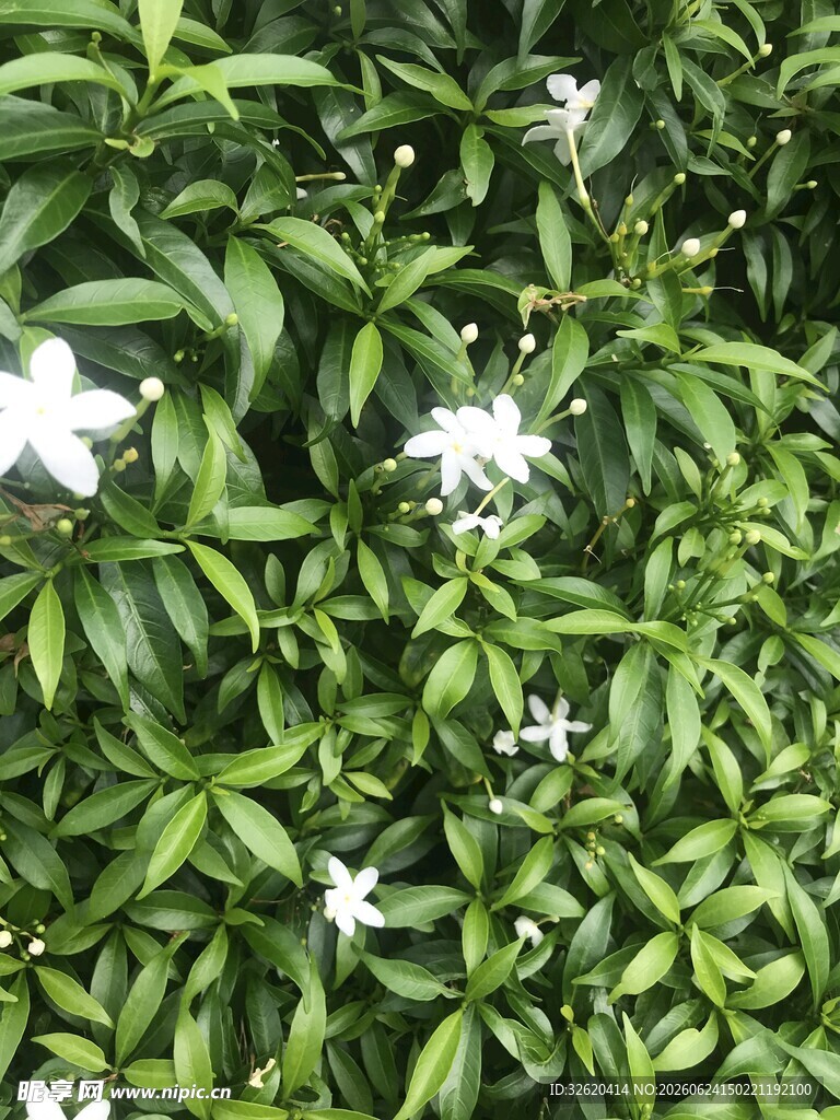 绿叶丛中的白色小花