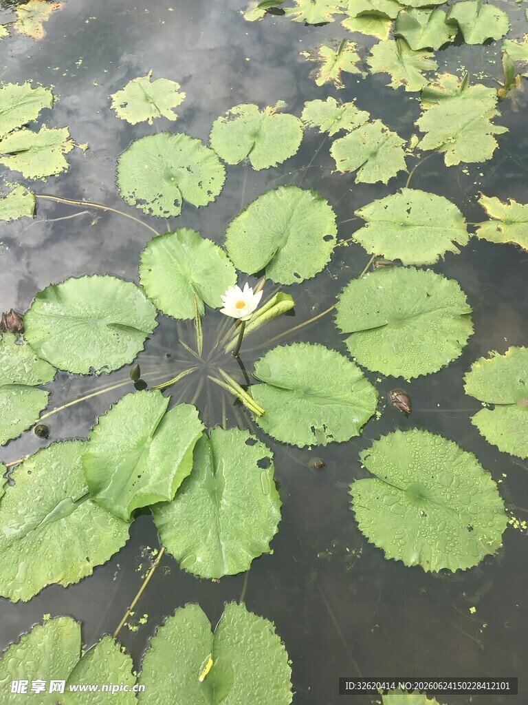 水面上的荷叶