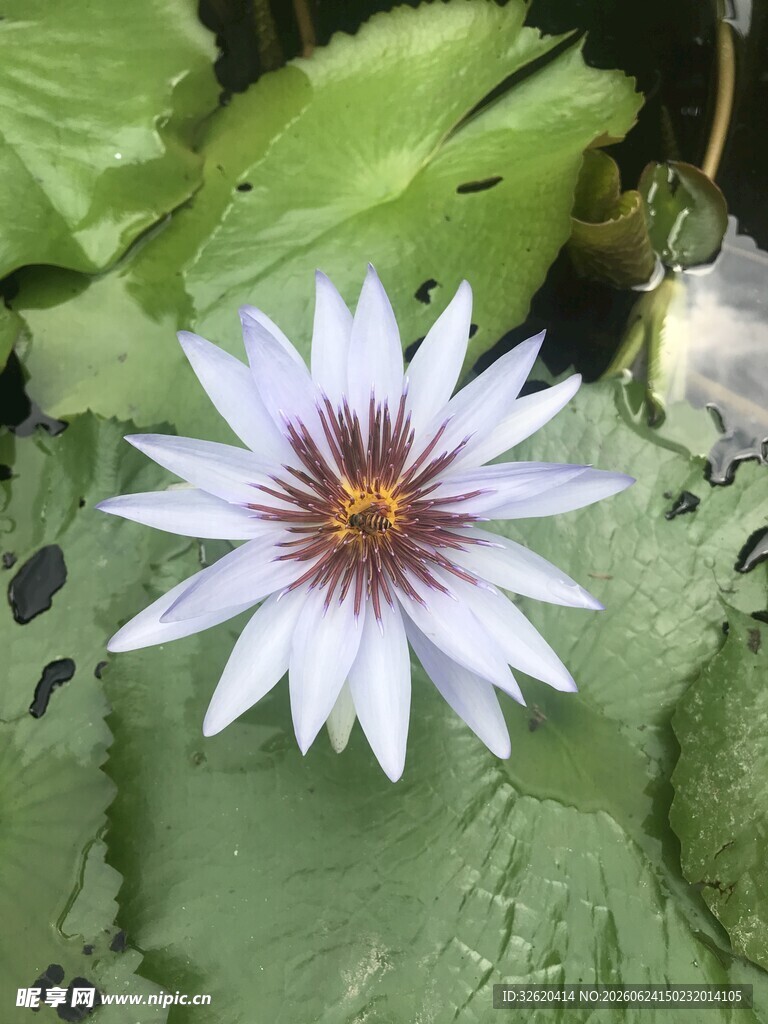 睡莲