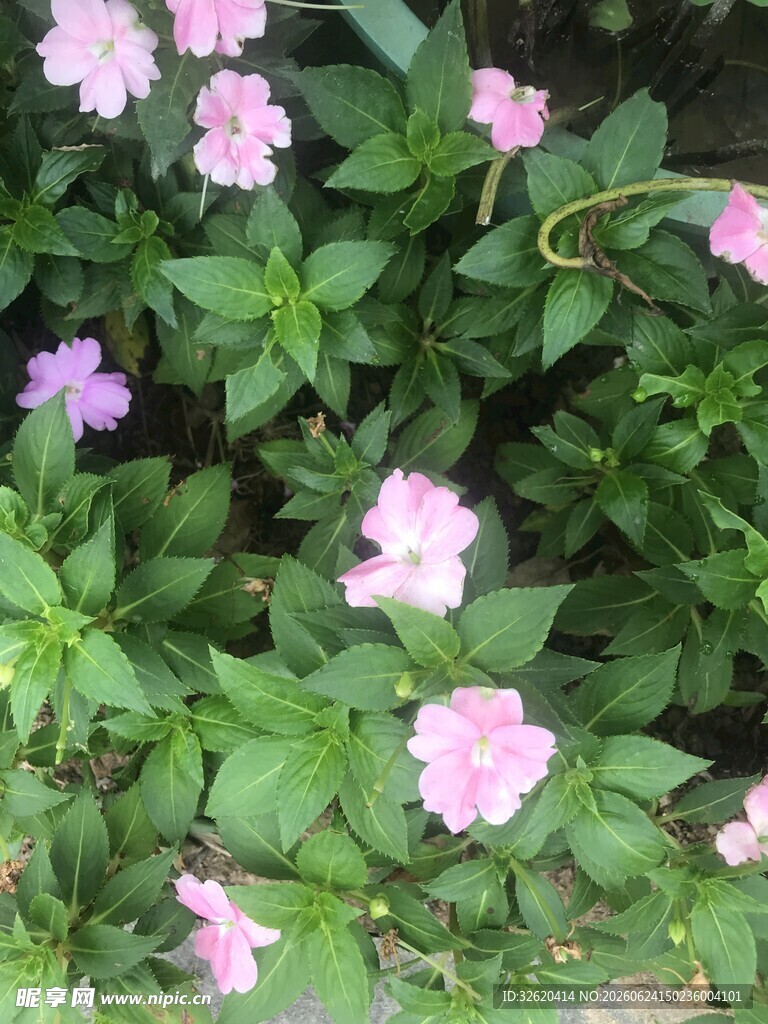 长春花