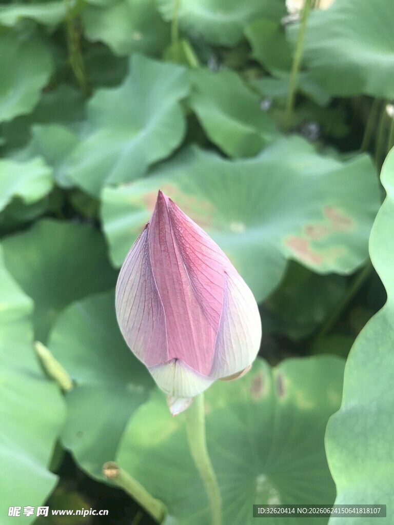 含苞待放的娇艳荷花
