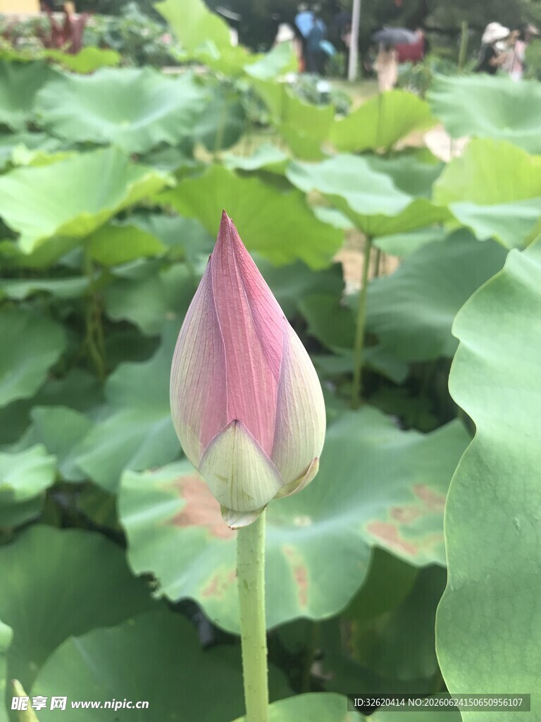 含苞待放的粉嫩荷花