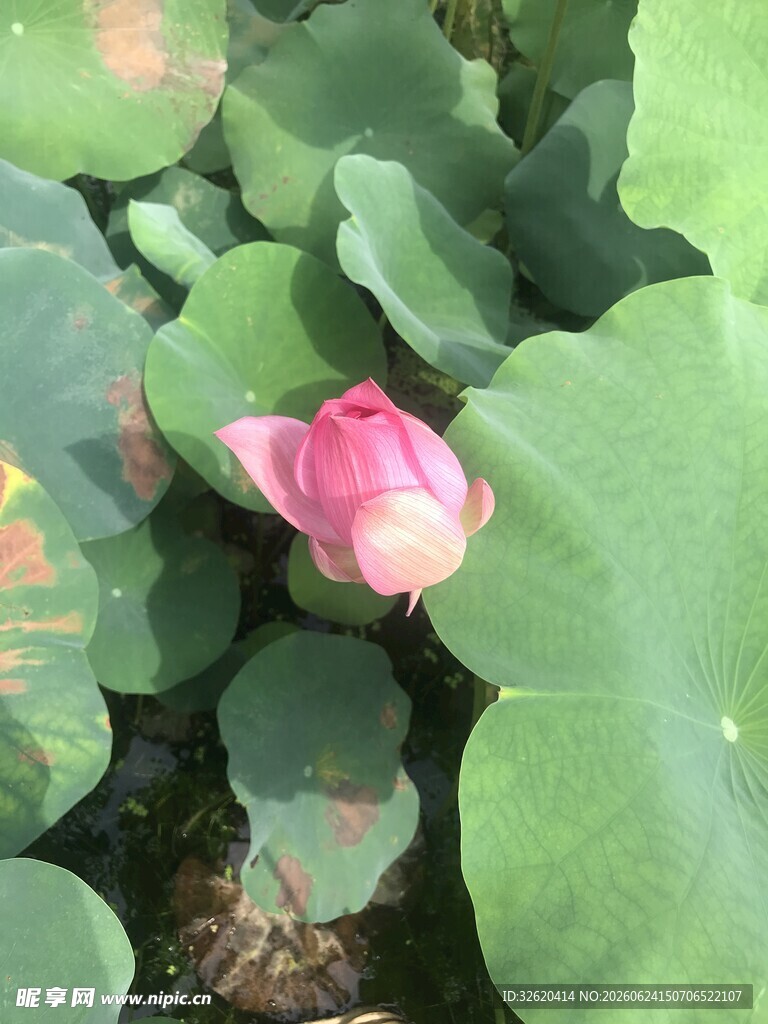 荷花