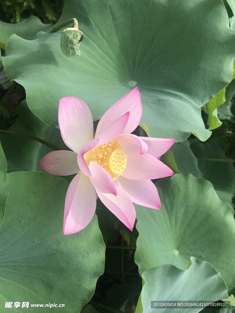 荷花