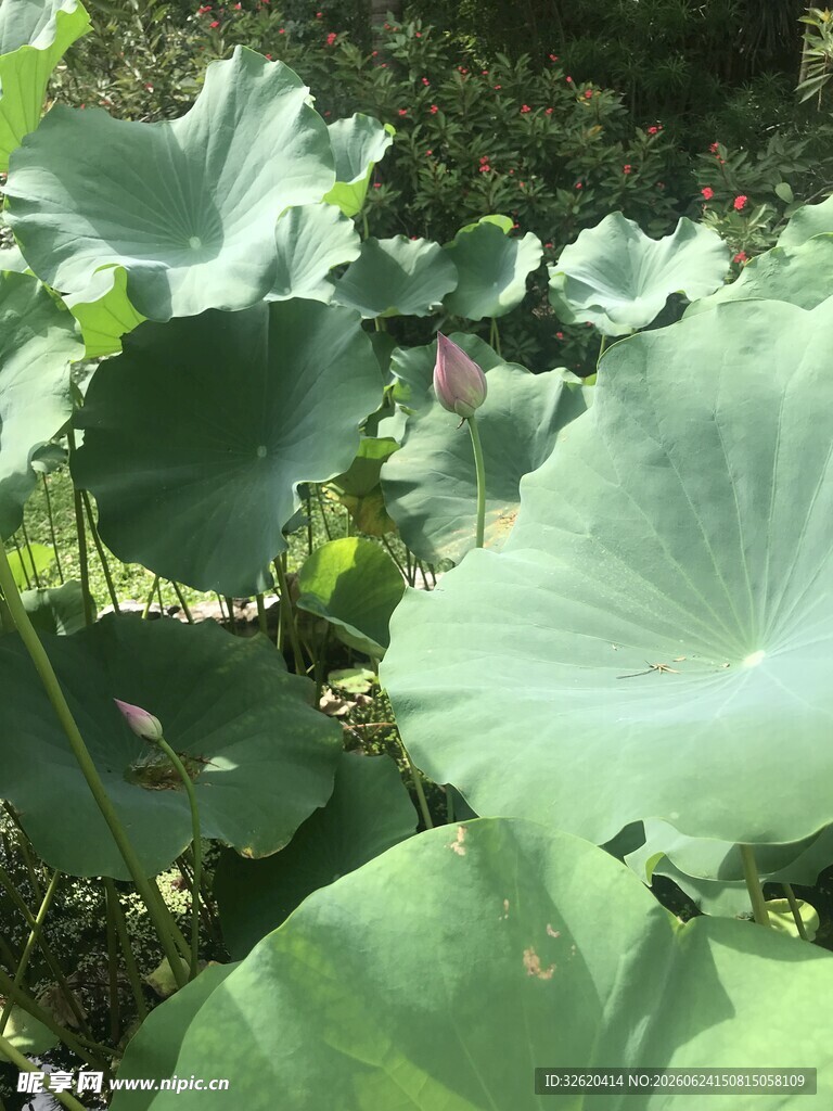 夏日荷塘中的大片荷叶