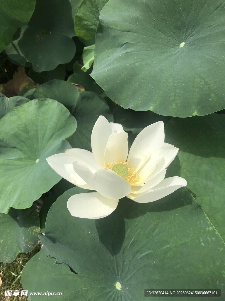 荷花