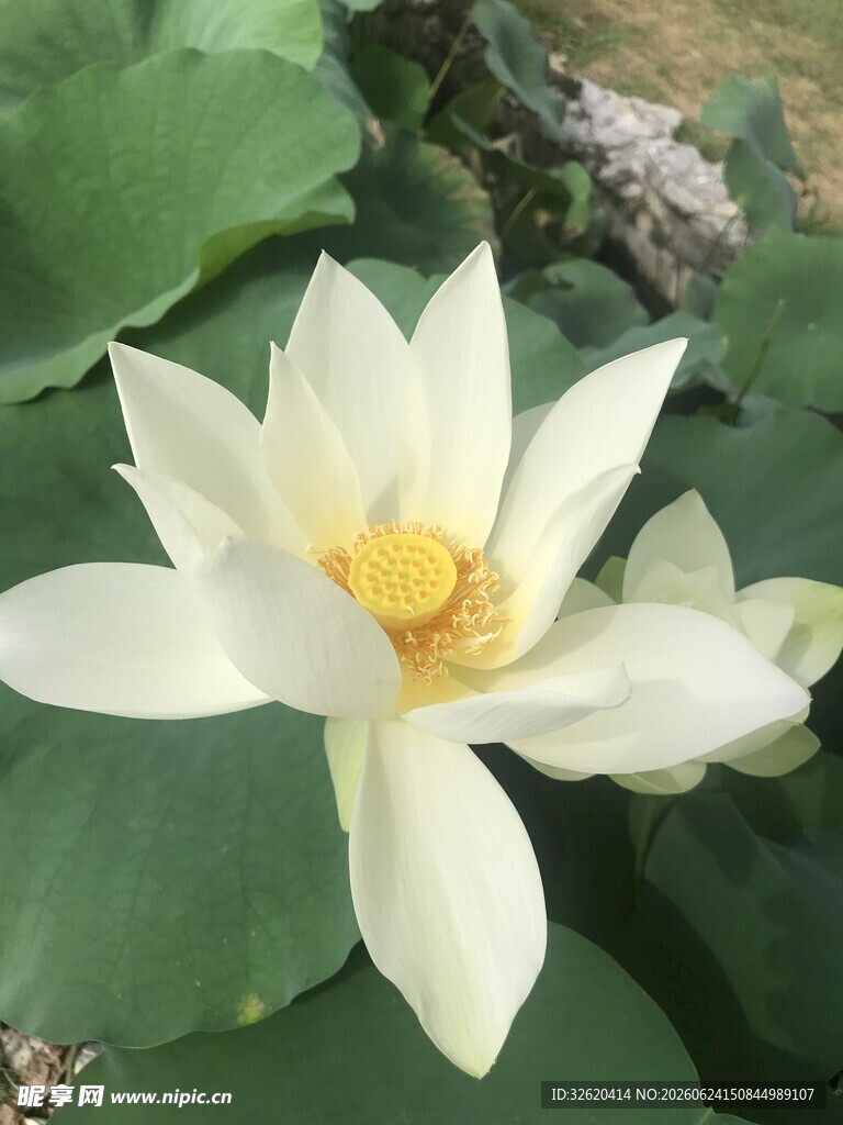 荷花