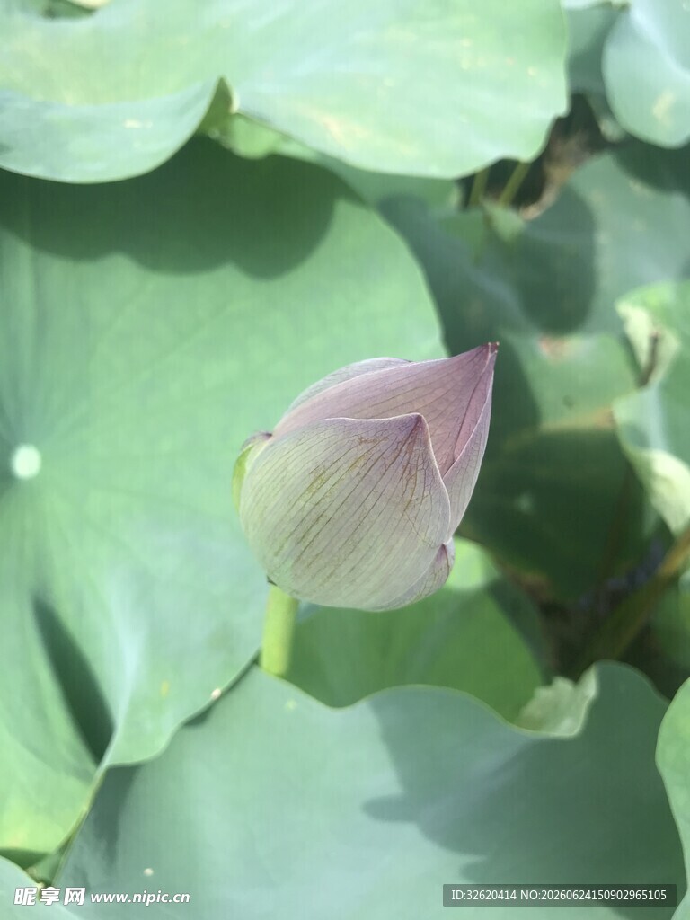 荷花