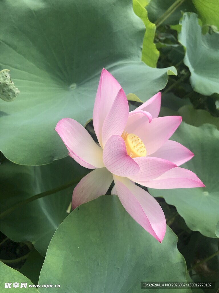 荷花