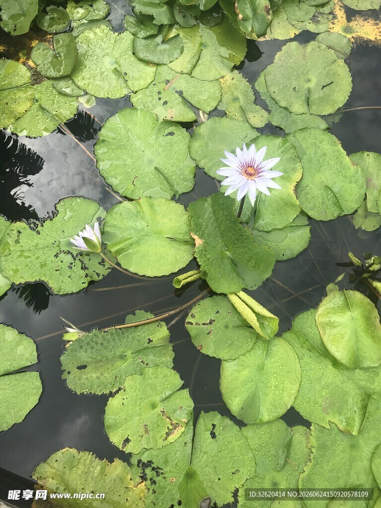 睡莲
