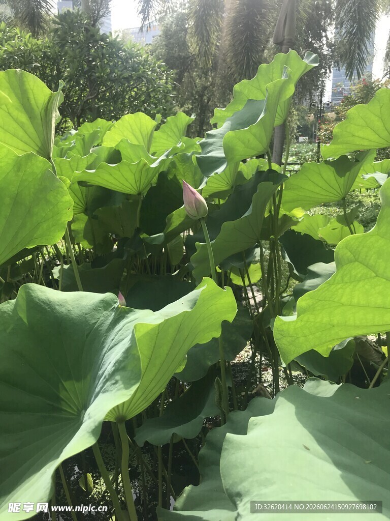 夏日荷塘翠绿荷叶