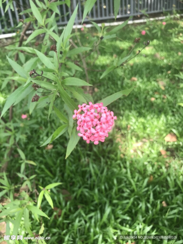 草丛中的粉色美丽花朵