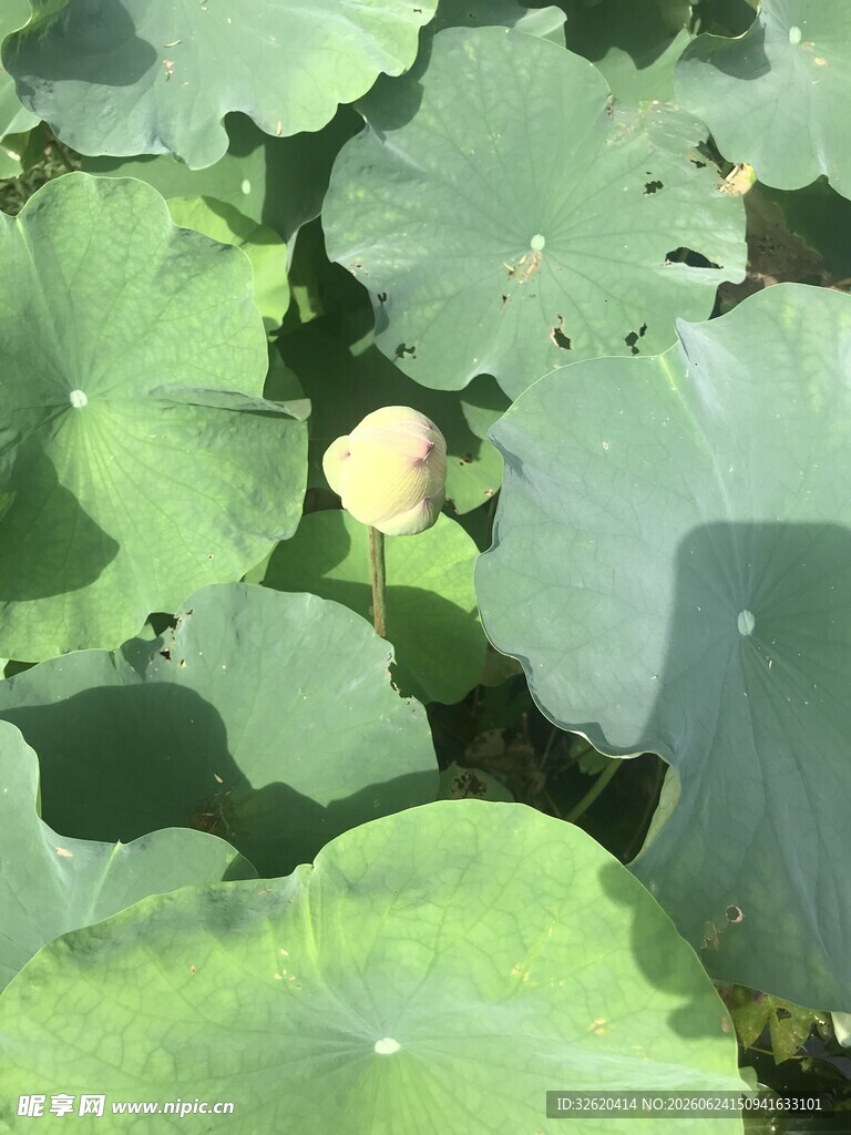 夏日荷叶间的嫩黄荷花