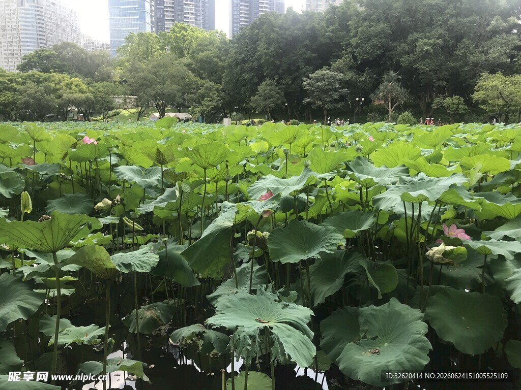 城市中的绿意荷塘景观