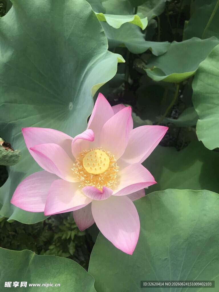 娇艳绽放的粉色荷花