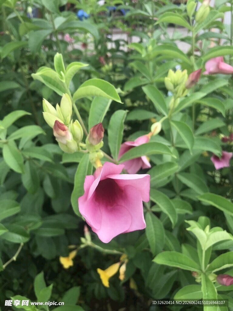 喇叭花