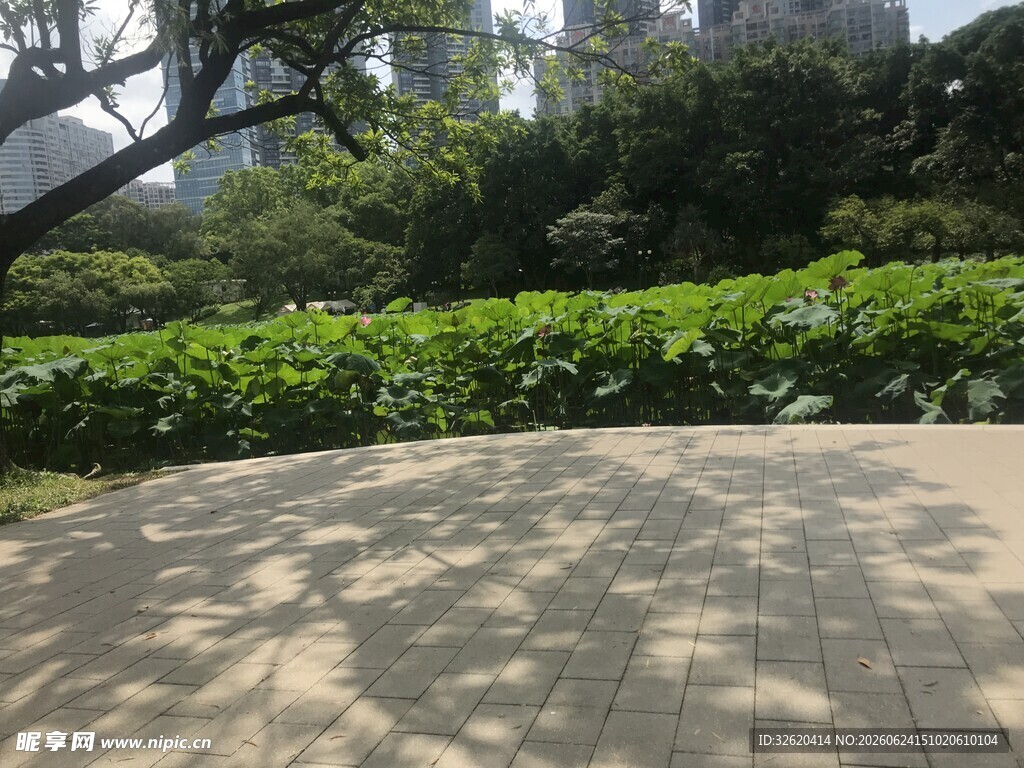 荷塘 荷叶