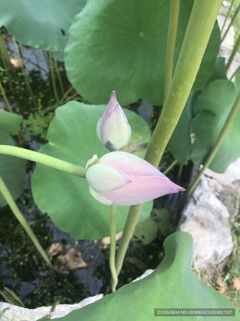 含苞待放的粉嫩荷花