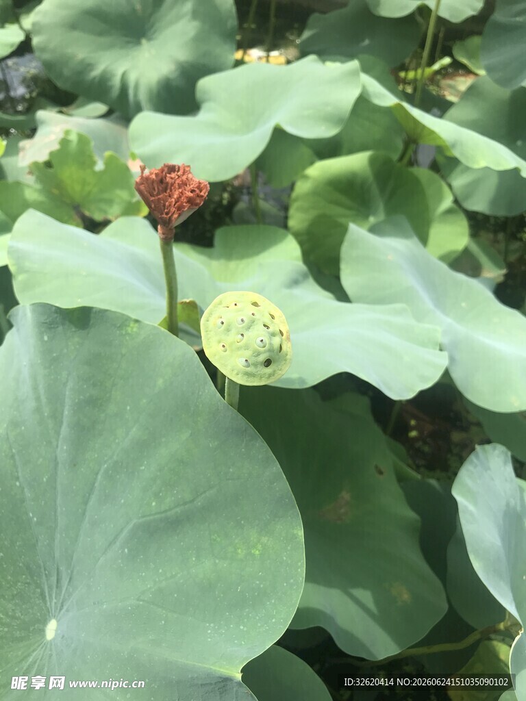 荷塘中的荷花与荷叶