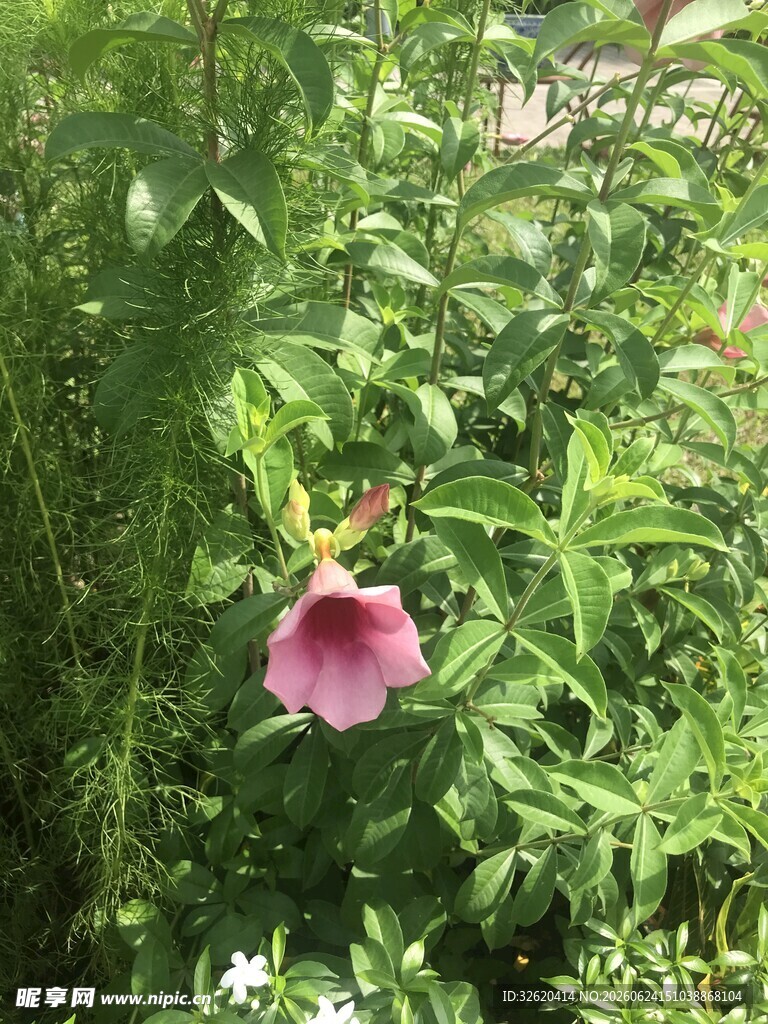 喇叭花