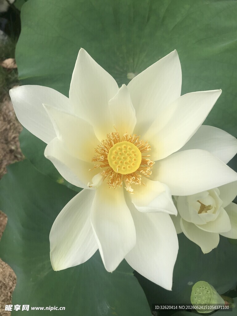 荷花