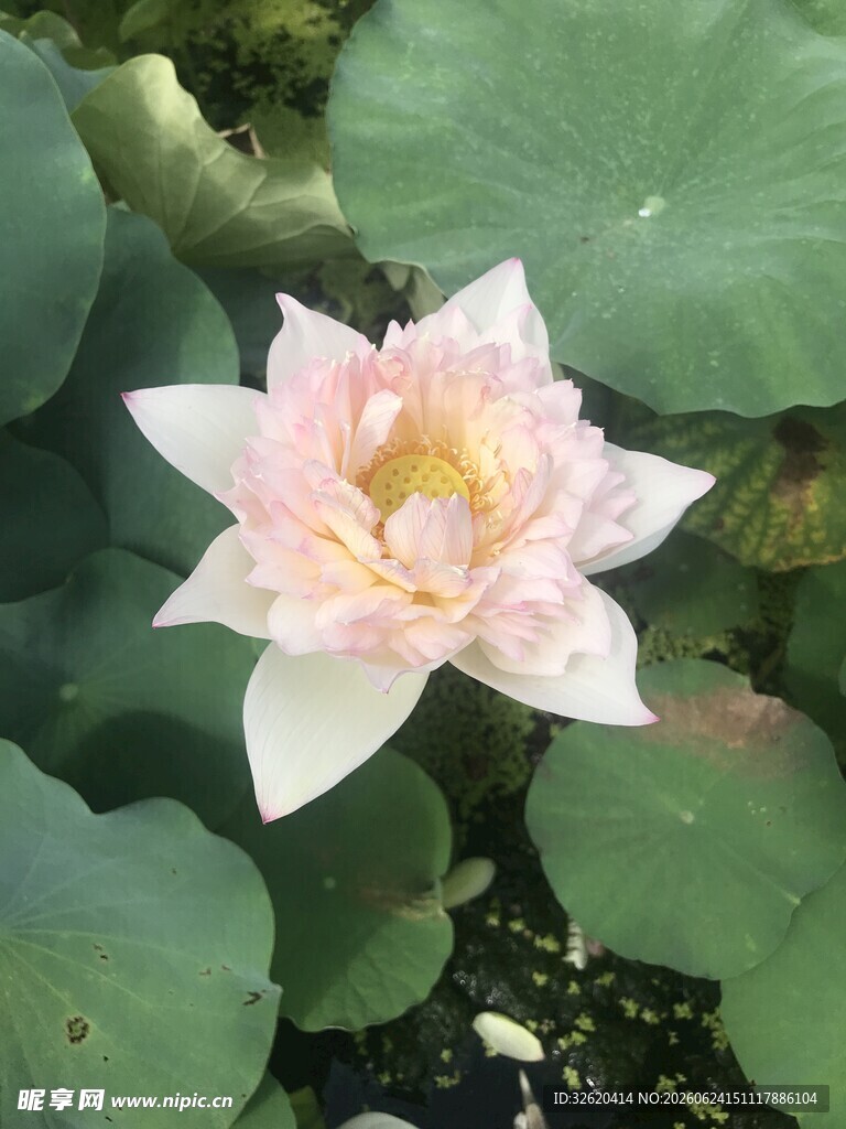 粉色娇艳荷花绽放