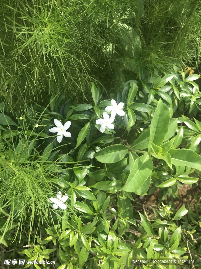 草丛中的白色小花