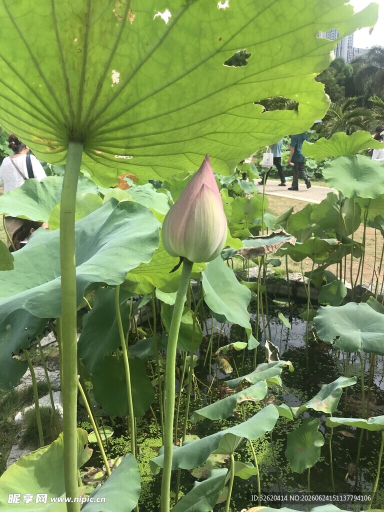 含苞待放的荷花与荷叶
