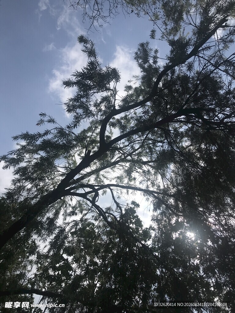 透过枝叶见蓝天阳光