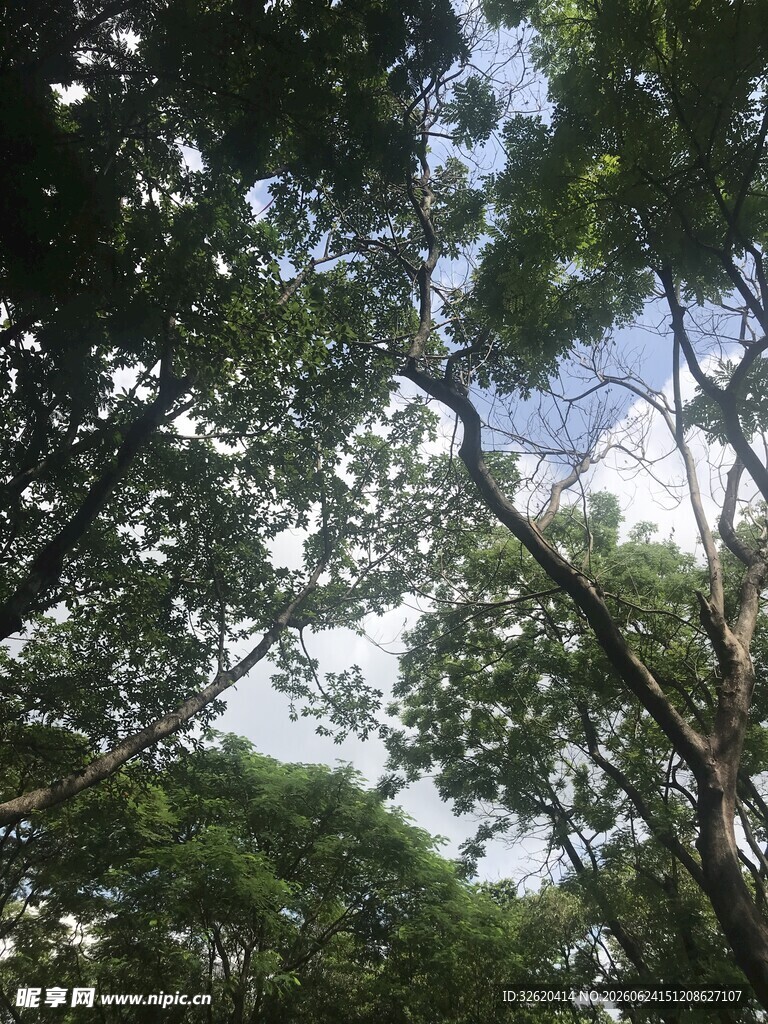 仰视茂密树林中的天空