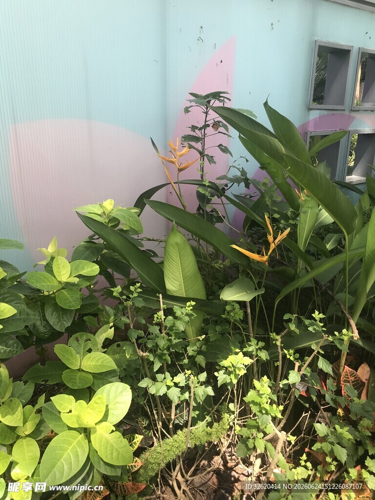 墙边繁茂绿植景观