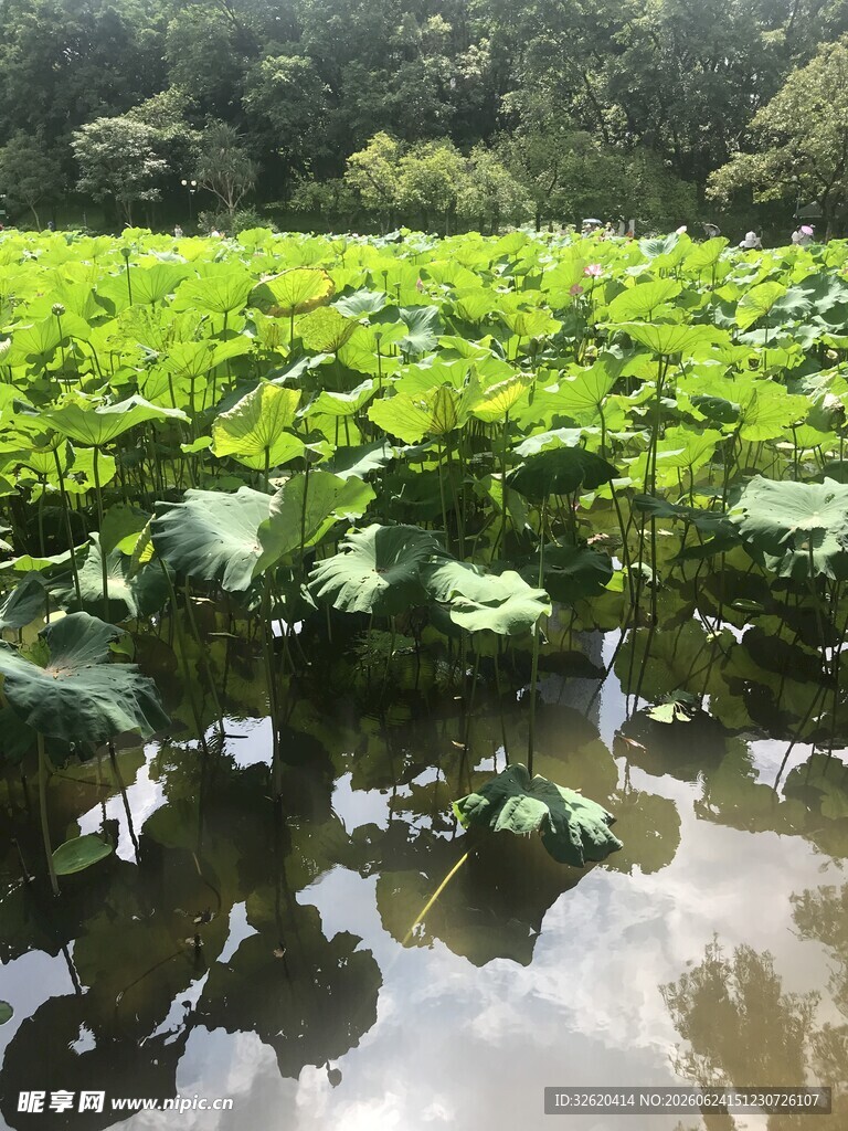 荷塘绿意