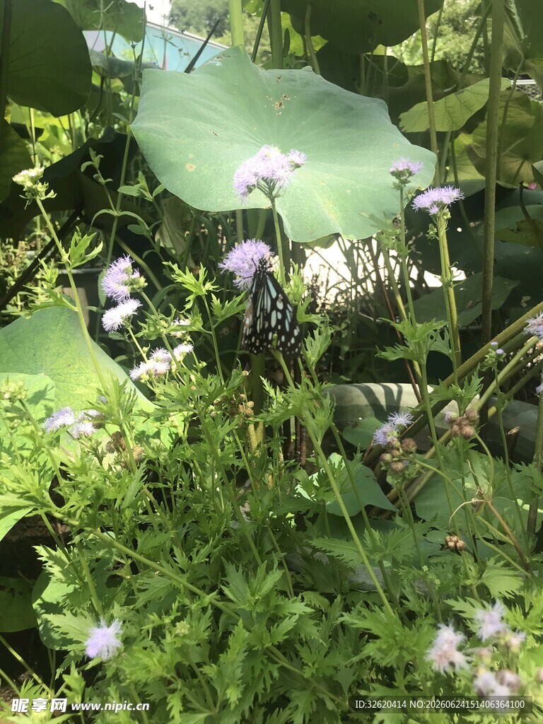 荷叶丛中绽放的紫色小花