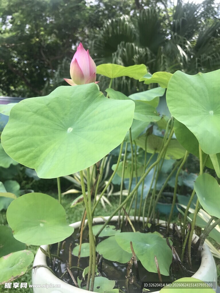 盆栽荷花
