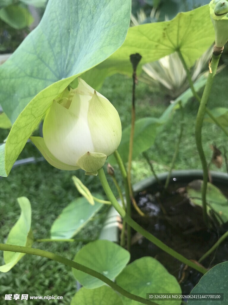 含苞待放的白色荷花