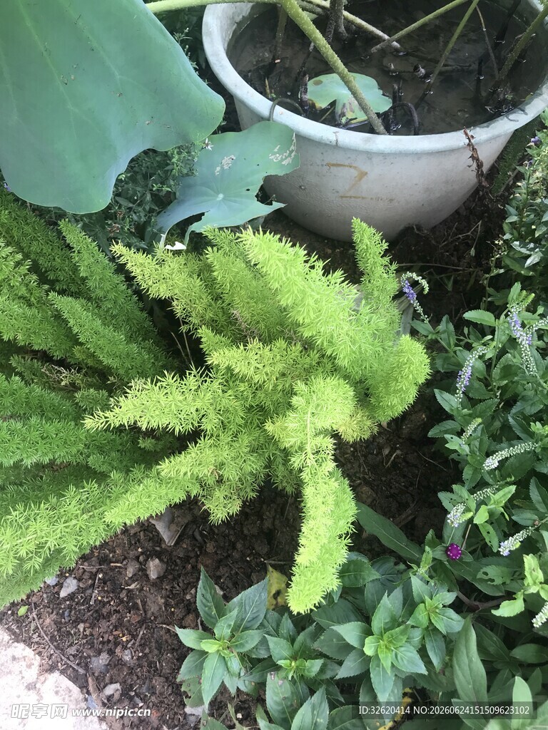 翠绿蕨类植物生机盎然