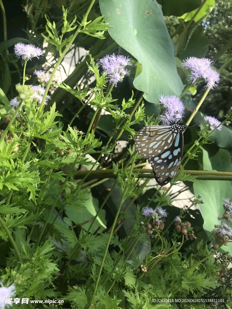 紫色小花与绿植的景致
