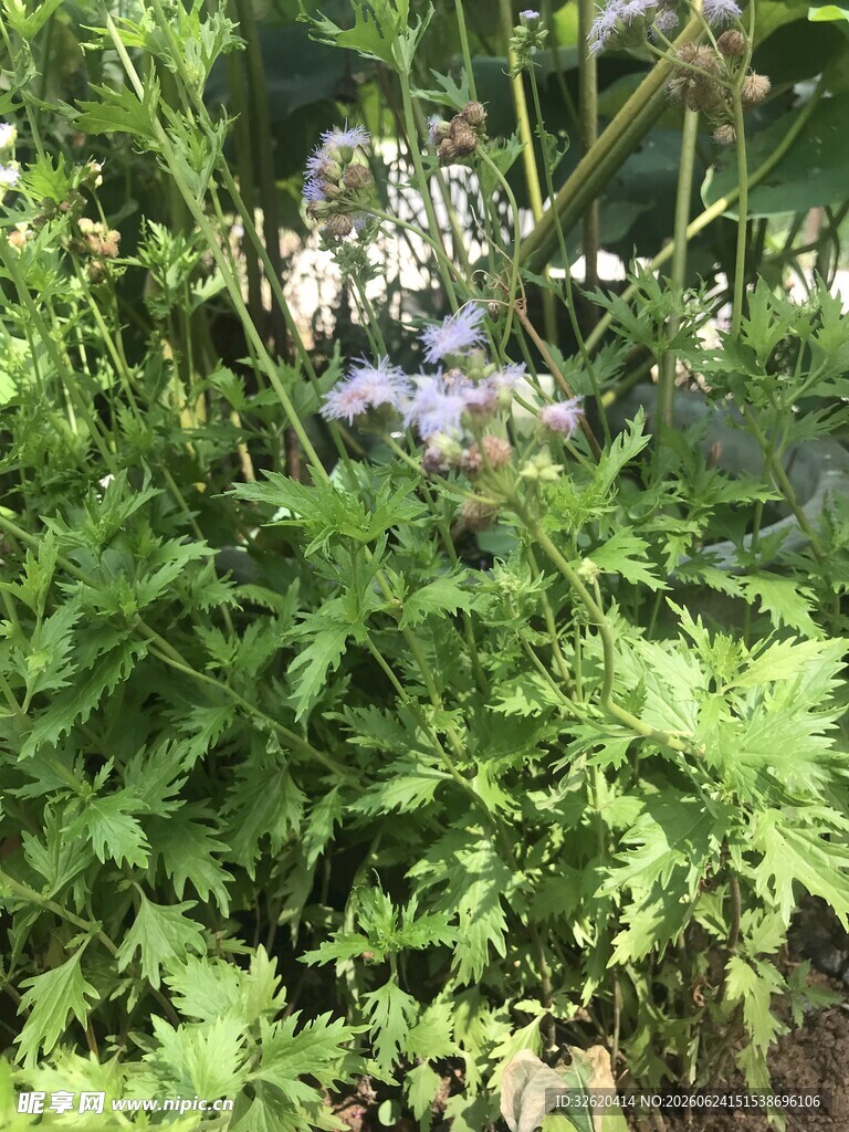 绿叶丛中的淡紫色小花