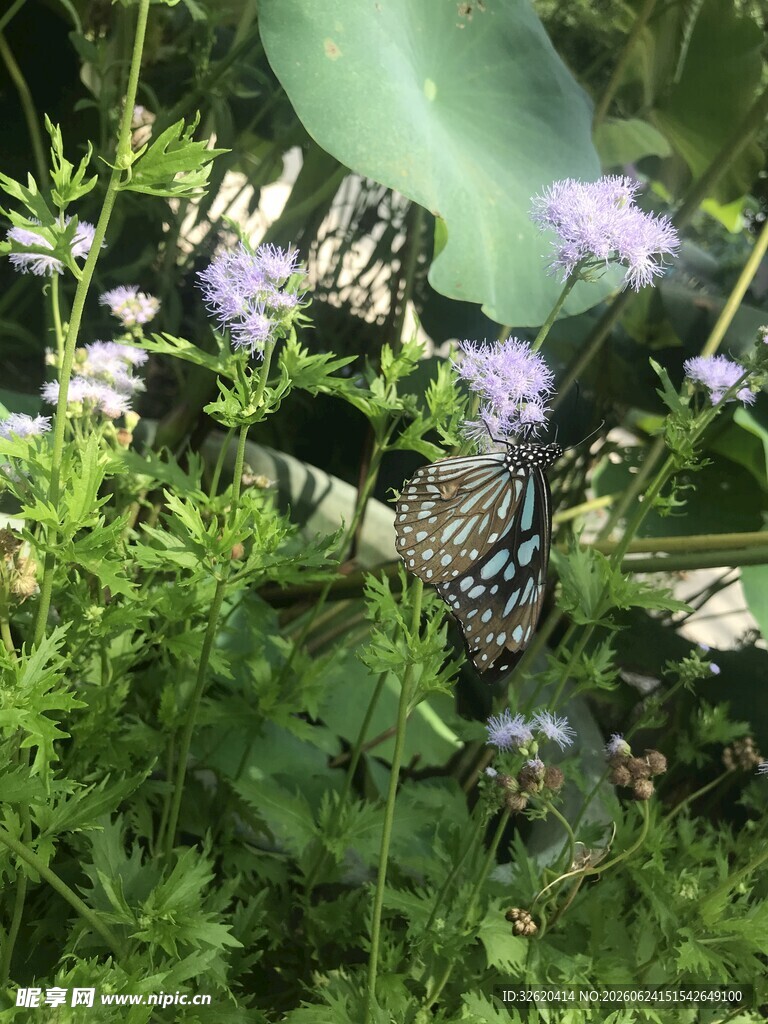 花丛中飞舞的斑斓蝴蝶
