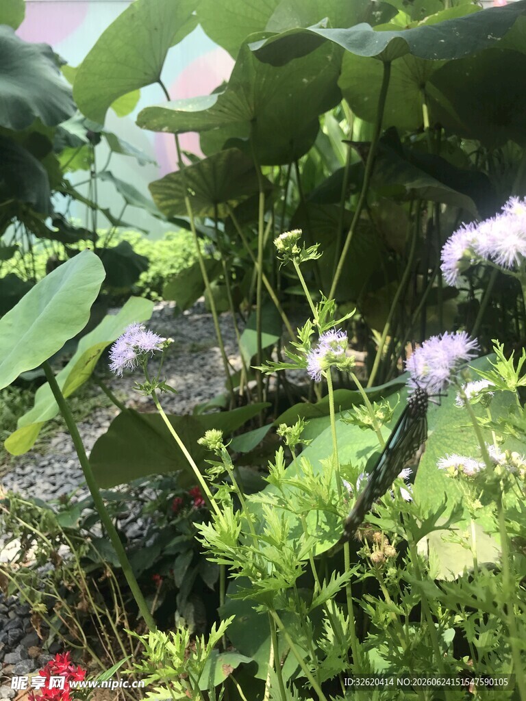 荷叶