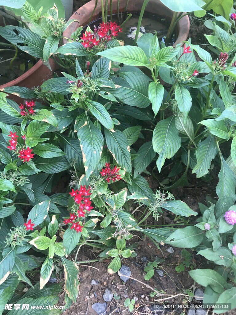 五星花