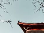 中式屋檐与枝头