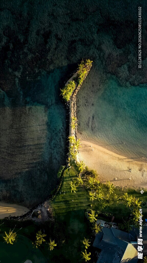 梦幻海岸夜景下的绿植