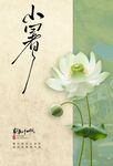 小暑时节荷花绽放